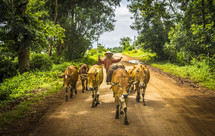 man herding cattle down a dirt road 