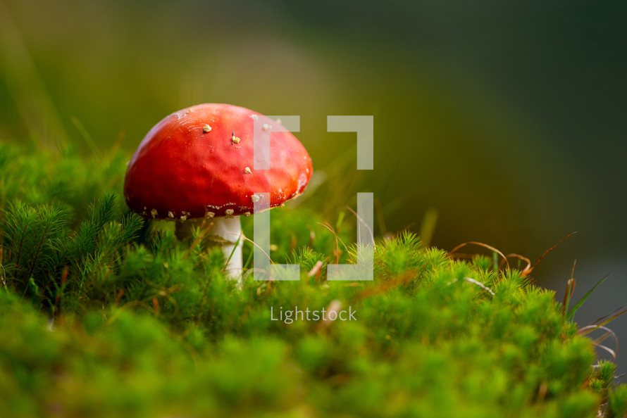 mushroom in moss 