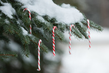 candy canes hanging on a snow covered tree 