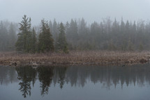 lake shore, forest, and fog 