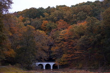 bridge over a river and fall trees in a forest 