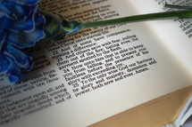 blue flower on the pages of a Bible 