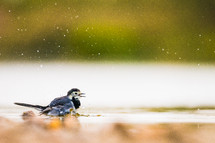 song bird bathing in a puddle 