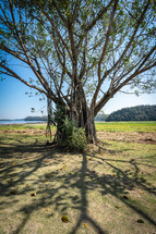 A big old tree with a lot of roots, in the Oriental Garden in Rebeirao Pires, Brazil.