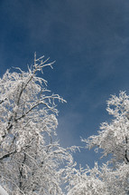 Ice and snow on tree tops