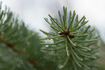 fir branch 