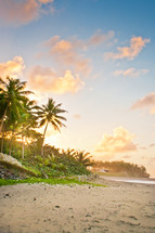 Palm trees on a tropical beach 