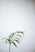 green leaves against a white background 