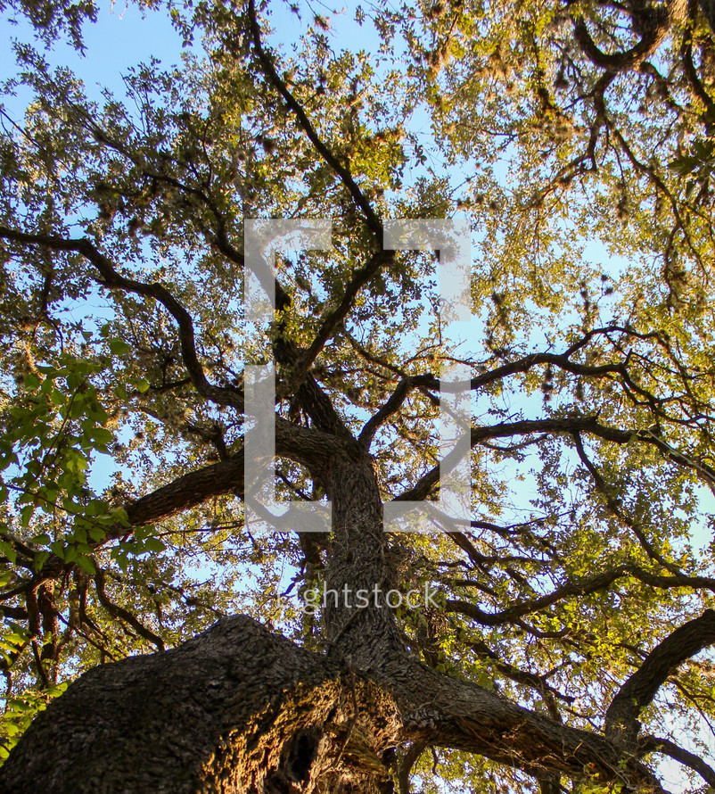 twisted Oak Tree