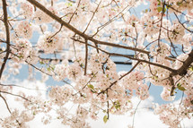 white and pink flowers on branches 