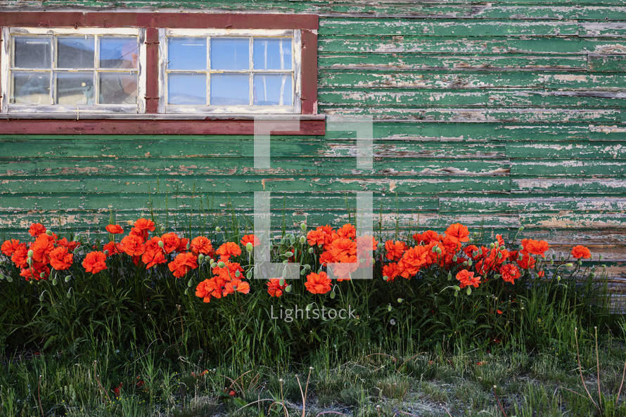 poppies and rustic wall