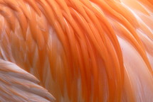 flamingo feathers closeup