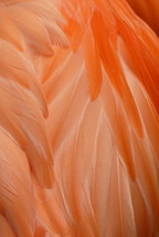 orange and peach flamingo feathers closeup