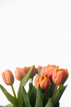 bouquet of tulips on a white background 