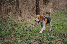 Cute Beagle Running, Hunting on Country Nature, Outside City, Fresh Spring Grass. Beautiful Dog On Walk. High quality photo