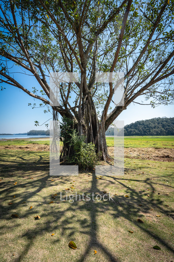 A big old tree with a lot of roots, in the Oriental Garden in Rebeirao Pires, Brazil.