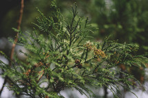 spruce tree branch close up