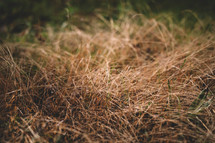 Dried Field Grass