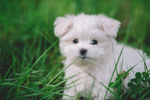 Portrait Of A Nice Young Maltese Puppy