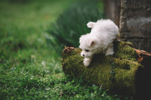 Maltenza Puppy On A Tree Trunk