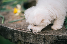 Maltenza White Puppy