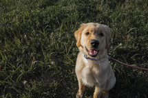 golden retriever puppy on a leash 
