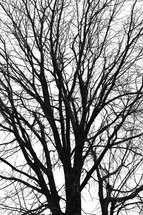 a bare winter tree 