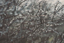 Frozen branches during an ice storm.