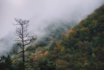 Dried trees and foggy autumn mountains