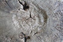 wood stump background 