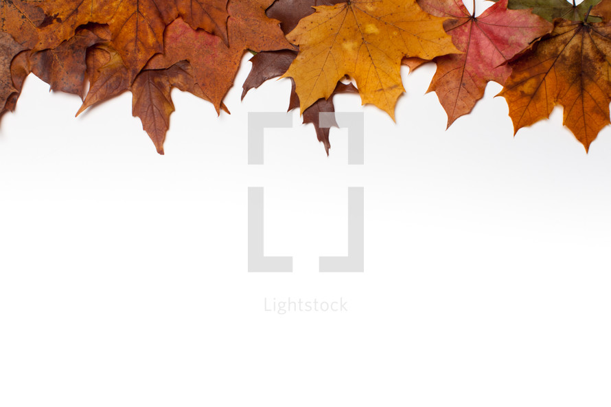 brown fall leaves on white background 