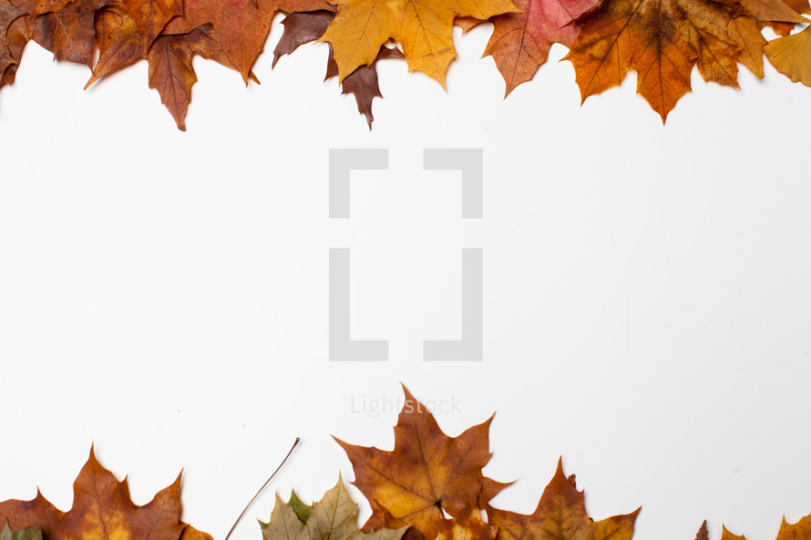 brown fall leaves on white background 