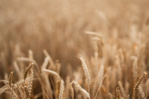 Dry golden organic wheat plants field on sunset. Agriculture. farming, farmland, rural landscape at summer. Scenery background of ripening ears. Rich harvest. High quality photo