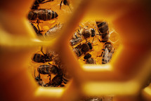 Bees swarming in honeycomb, extreme macro, camera deep in hive between frames with brood. Insects working in beehive, collecting nectar from pollen of flower.