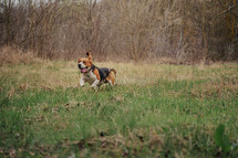 Cute Beagle Running, Hunting on Country Nature, Outside City, Fresh Spring Grass. Beautiful Dog On Walk. High quality photo