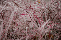 ice covered branches 