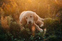 Fluffy Sweet Golden Retriever Puppy. Wonderful Summer Backdrop Pedigree mini pup