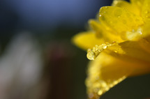 Morning dew on a yellow flower.