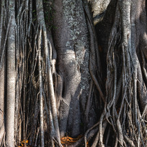 A big old tree with a lot of roots, in the Oriental Garden in Rebeirao Pires, Brazil.