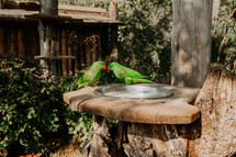 Couple of green parrots in prague zoo. Nature concept. Beautiful wildlife. High quality photo