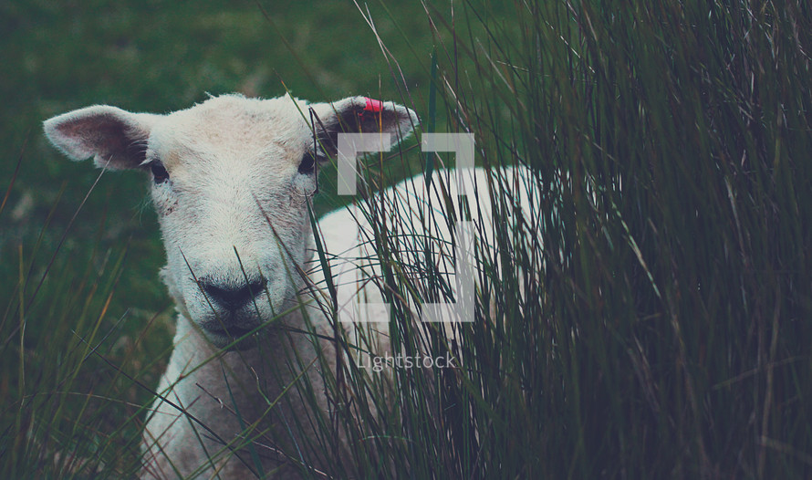 a lamb in tall grass 