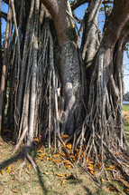 A big old tree with a lot of roots, in the Oriental Garden in Rebeirao Pires, Brazil.