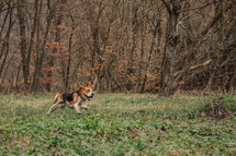 Cute Beagle Running, Hunting on Country Nature, Outside City, Fresh Spring Grass. Beautiful Dog On Walk. High quality photo