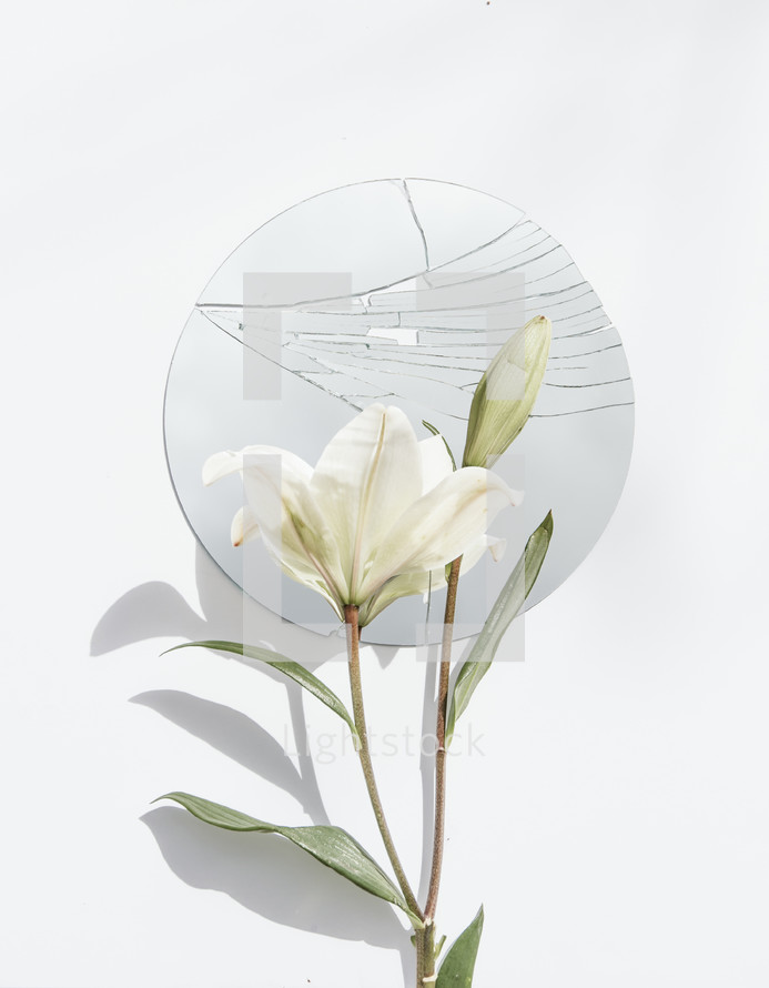 white lily and broken mirror 