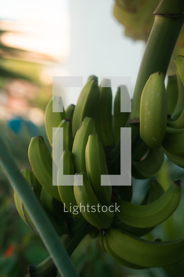 Wild bananas growing on a banana tree, tropical fruit plant and seeds, exotic food