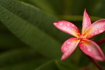 pink tropical flower 