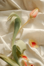tulips on sheets 