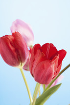 Fresh, blossoming tulips.