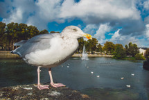 Seagull on the river bank