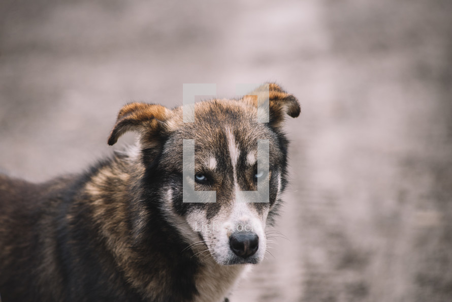 Dog with angry eyes, Domestic dog yawning, Brown homeless dog